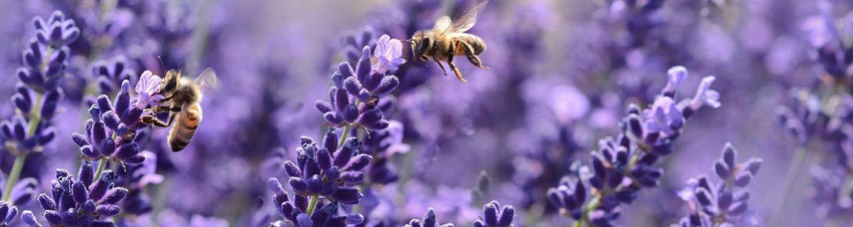 Revenda de Produtos Feitos de Lavanda