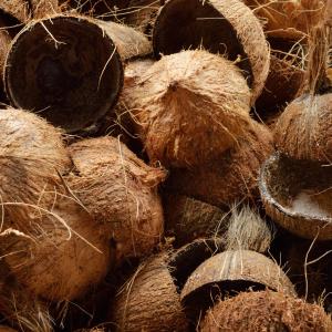 Distribuidor de Produtos Feitos de Folha de Coco Sustentaveis