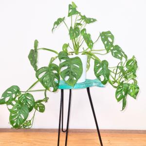 Pintura vibrante e rústica que traz personalidade ao seu espaço.